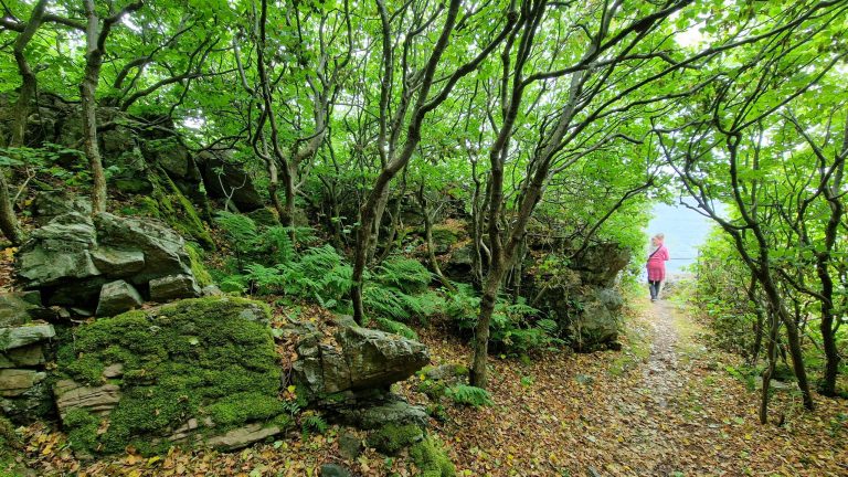 Våren er på full fart til å bli sommer – er yoga for deg?
